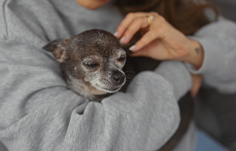 A senior grey chihuahua sits in the arms of his owner with eyes closed