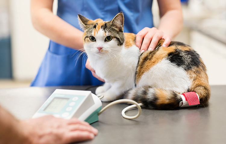 Close up of a cat being examined by a veterinarian.