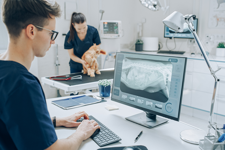 A young male vet looks at the x-ray scan of a pet in his care, while a nurse examines cat in the background