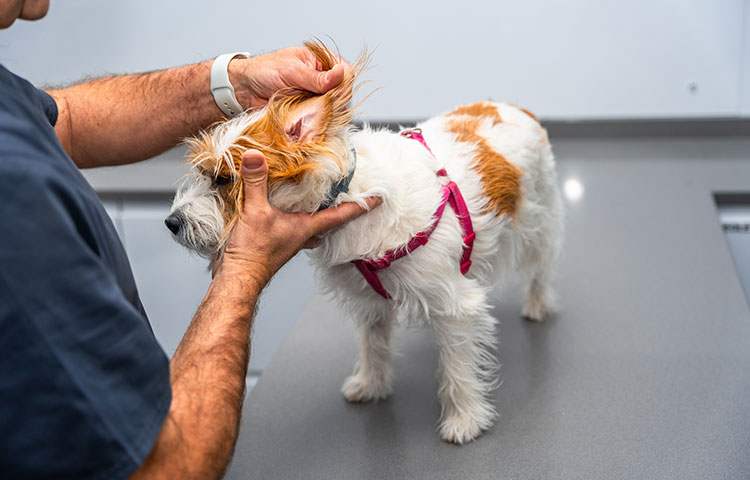 Small brown and white dog being examined by a vet.