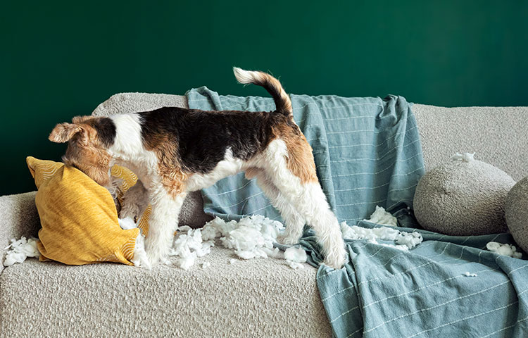 Tricolor dog tearing a pillow in a couch