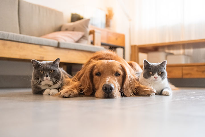 Two cats and a dog lined up lying on the living room floor