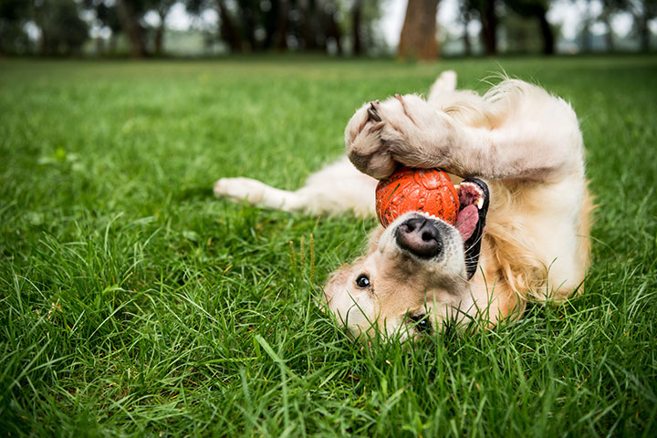 Brown dog playing on the grass with a ball.