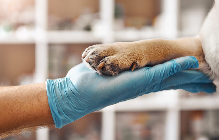 Vet and dog paw holding each other