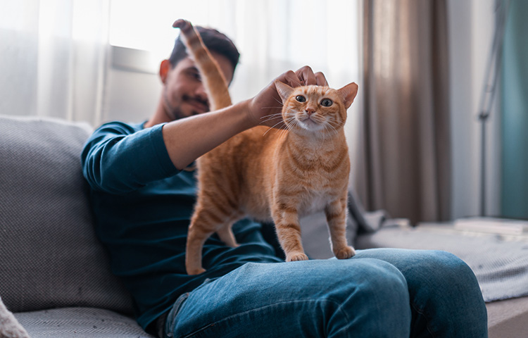 Orange cat standing on the lap of her owner who is sitting on the couch.