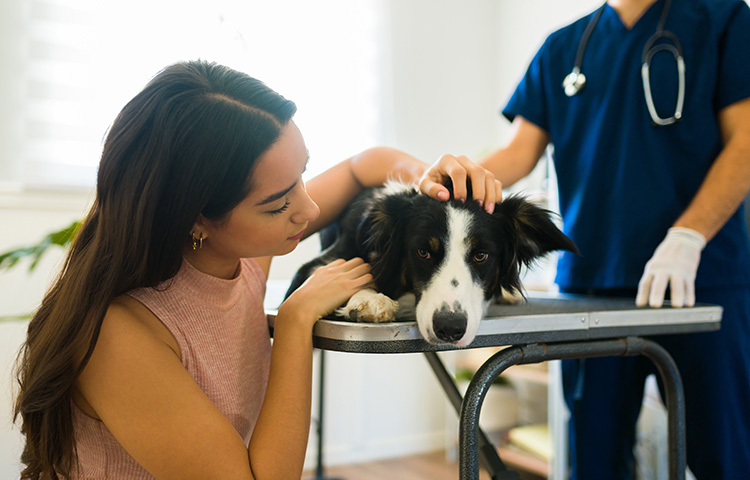 Black and white dog in an exam room with owner and vet