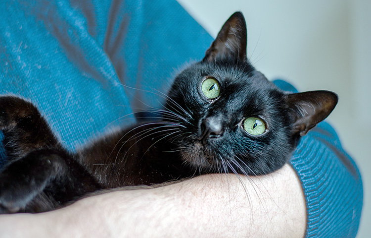 Close-up of a black cat with bright green eyes being cradled in a person’s arms, looking directly at the camera.