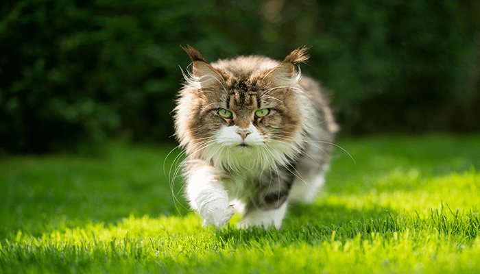 Adult-Brown-and-white-Maine-Coon-walks-towards-the-camera