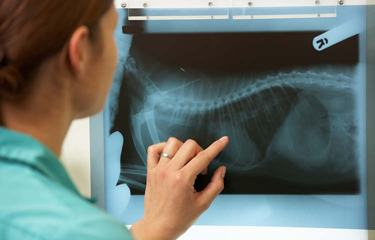 Vet looking at an x-ray of an animal