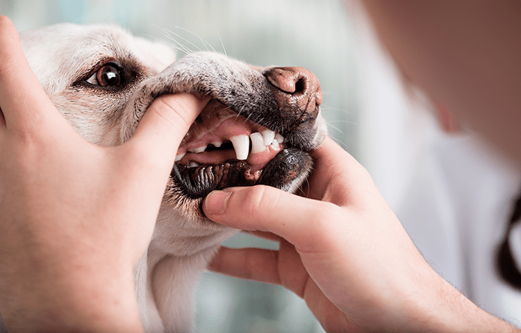 Close-up-of-golden-labrador-having-his-teeth-checked-by-owner
