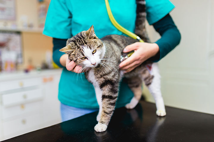 Cat-being-examined-by-a-vet