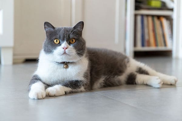 Grey-white-british-shorthair-cat-lying-on-tiled-floor