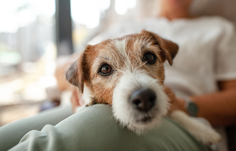 Close-up of a small brown-and-white dog resting its head on a person’s lap, looking up with soft, expressive eyes in a cozy indoor setting.