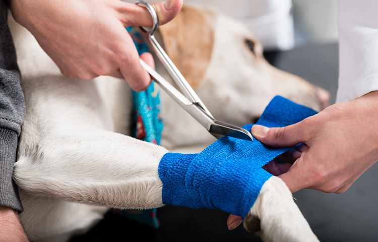 Close-up of a veterinarian cutting away a blue bandage from a dog’s front leg while gently holding the paw.