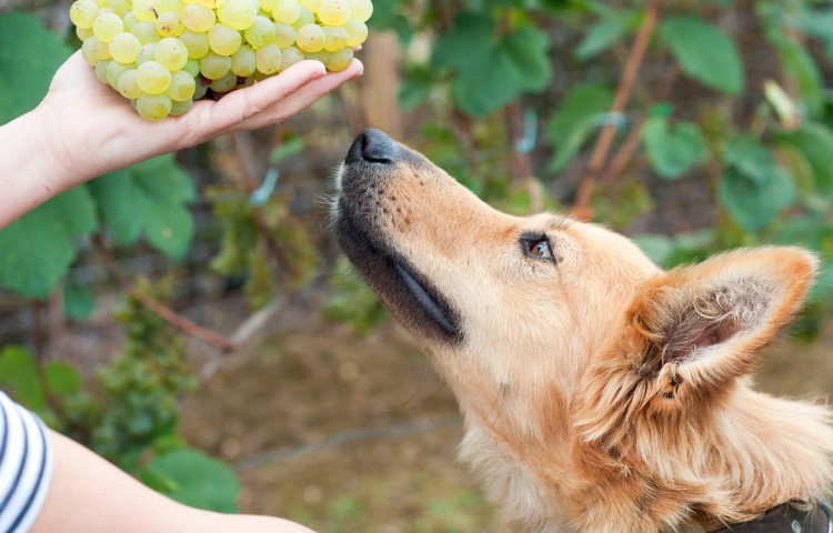 Brown dog smelling a bunch of grapes