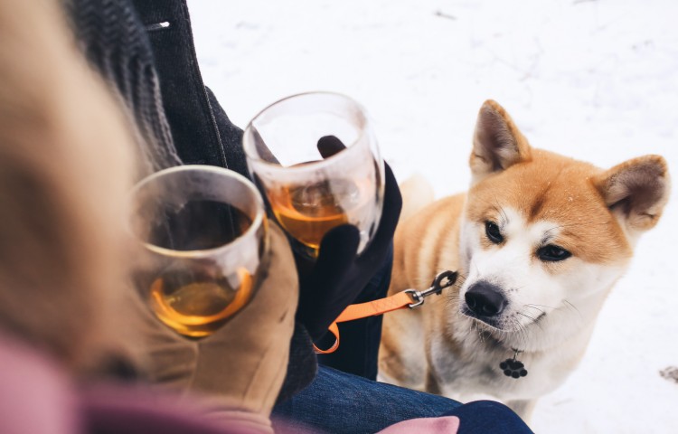 Shiba looking at two glasses of wine